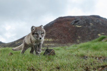 Obraz premium Playful Arctic fox cub in the mountains of Iceland
