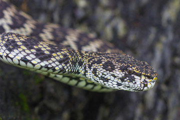 Close up of Mangrove Pitviper snake