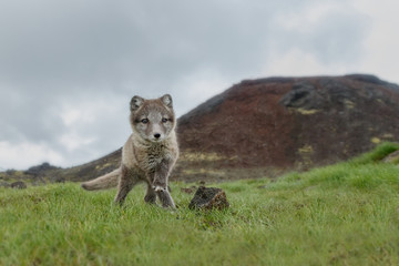 Playful Arctic fox cub in the mountains of Iceland