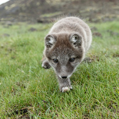 Playful Arctic fox cub in the mountains of Iceland