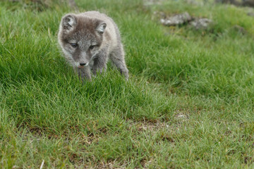 Playful Arctic fox cub in the mountains of Iceland