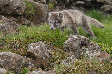 Naklejka premium Playful Arctic fox cub in the mountains of Iceland