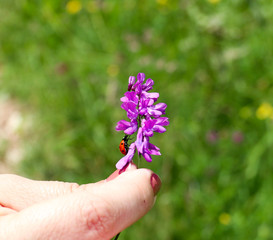 Fototapeta na wymiar Macro of lady beetle walking on purple wildflower