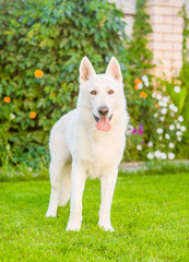 Obraz premium Purebred White Swiss Shepherd standing in front view on the grass.