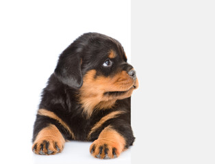 Rottweiler puppy peeking from behind empty board. isolated on white background.