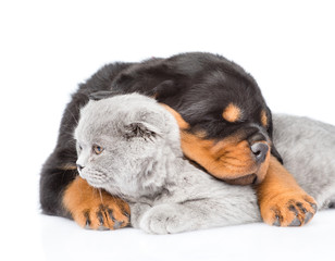 Sleeping rottweiler puppy hugging cute kitten. Isolated on white background.