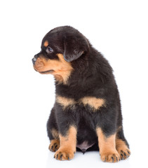 Small rottweiler puppy looking away. Isolated on white background.