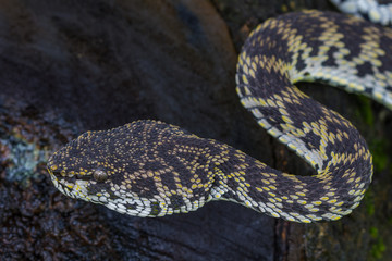 Close up of Mangrove Pitviper snake