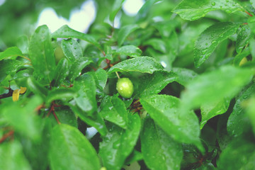 Cherry tree drops