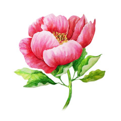 Pink peony on the stem - watercolor painting