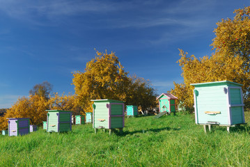 Naklejka premium Honey bee hives