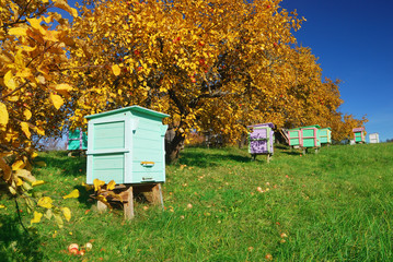 Honey bee hives