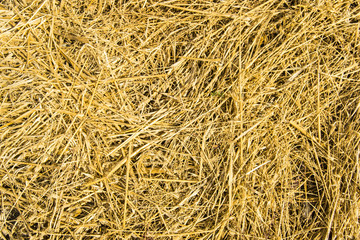 Pattern of golden hay.