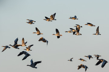 Flock of Greylag Geese (Anser anser) and Barnacle geese (Branta leucopsis) in flight.