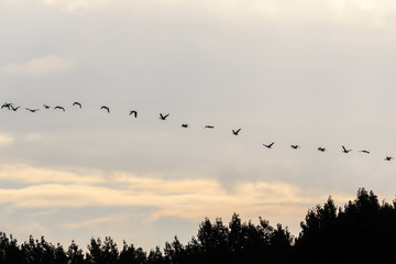 Greylag Geese (Anser anser) in flight.