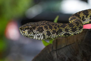 Close up of Mangrove Pitviper snake
