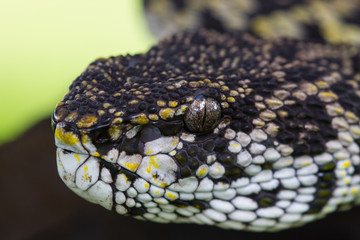 Close up of Mangrove Pitviper snake