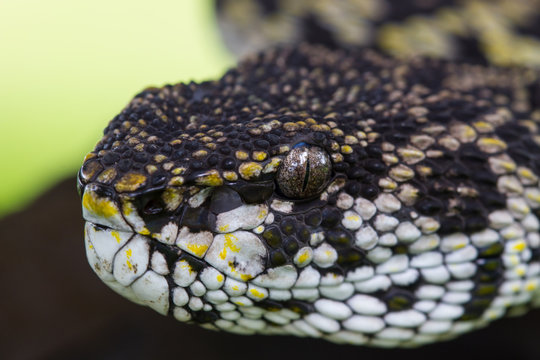 Close up of Mangrove Pitviper snake