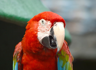 Macaw
