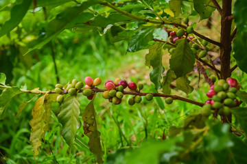 coffee cherry mix ripe red and unripe green on Coffea