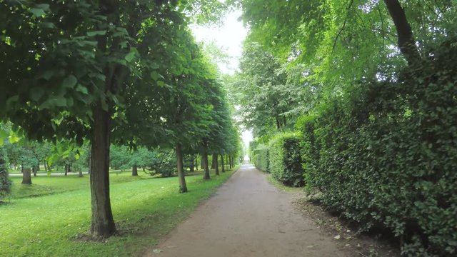 Alley in the Park in Peterhof