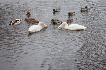 swans and ducks in the pond