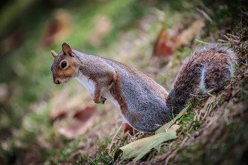 Grey Squirrel - on angle