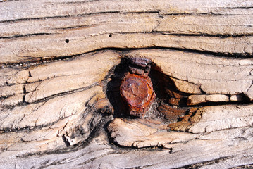 Alter Nagel in Holzsteg