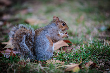 Squirrel with Nut