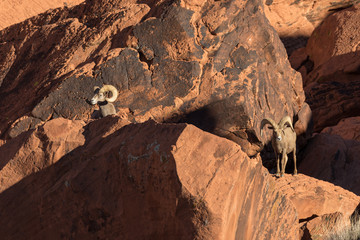 Desert Bighorn Sheep Rams