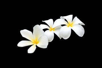 Fototapeta na wymiar beautiful white plumeria rubra flowers isolated on White background