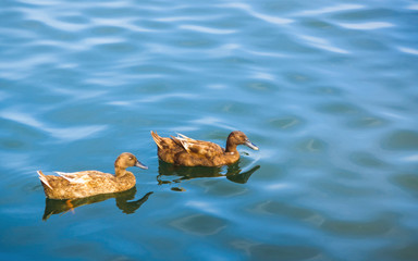 couple of Blown duck swinning on the blue water
