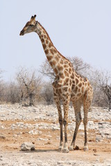 Giraffe in Namibia - animals in african desert