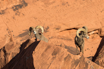 Desert Bighorn Sheep Rams