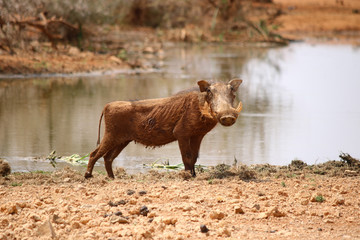 Warthog - Warzenschwein - animal in the african desert - at a waterhole in namibia