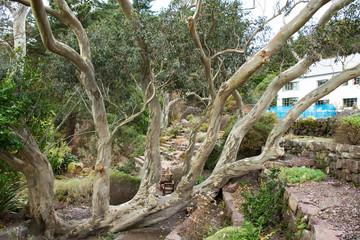 Eucalyptus and secret garden
