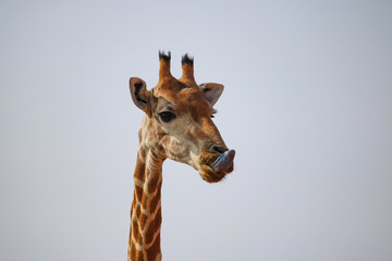 Giraffe in Namibia - animals in african desert