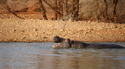 Hippopotamus - hippo - Flußpferd - Nildpferd - Hippopotamus amphibius in Namibia