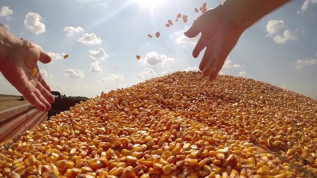 A Handful of Freshly Harvested Corn Grains / Freshly harvested corn grains in hands of successful farmer . HD1080p