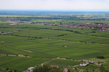Fototapeta na wymiar vineyards - weinberge - in Palatinate - in der Pfalz - Hambacher Schloß