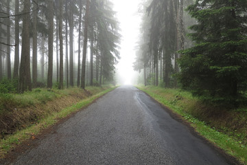 Empty road in the misty spruce forest