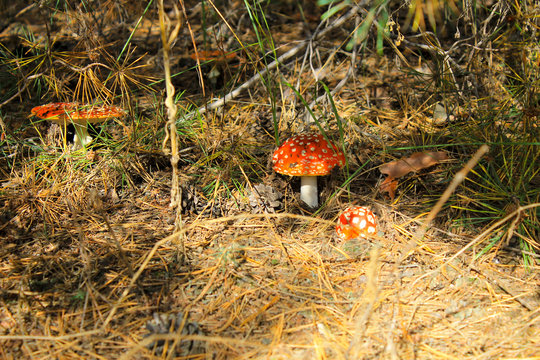 Red mushroom (Amanita Muscaria, Fly Ageric, Fly Amanita) in forest