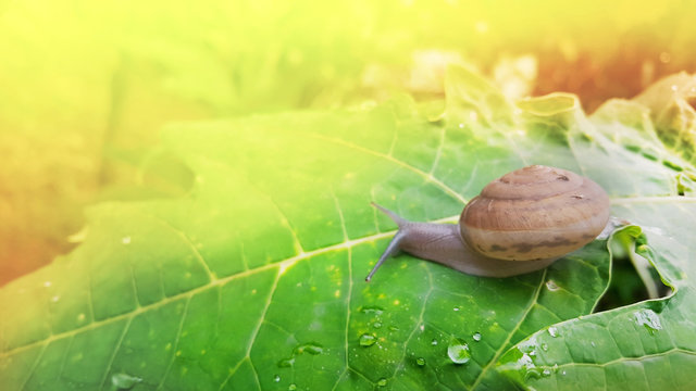 snail shell in nature background
