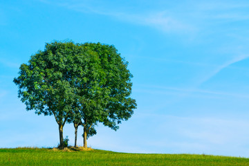 Fototapeta na wymiar Bäume auf einer Wiese vor blauem Himmel 