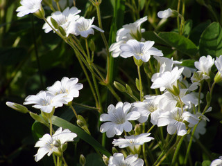white flowers