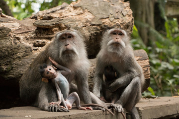 Monkeys family in Ubud