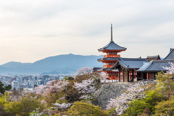 Naklejka premium Świątynia Kiyomizu dera wiosną