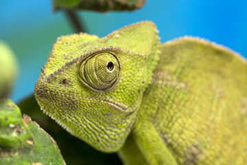 Chameleon close up