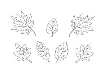 collection of beautiful leaves. Only line. vector
