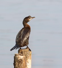 Pygmy Cormorant, Phalacrocorax pygmaeus